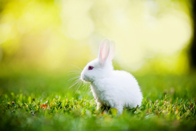 Новогодний квест "В поисках белого кролика"